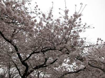 uenopark20100404